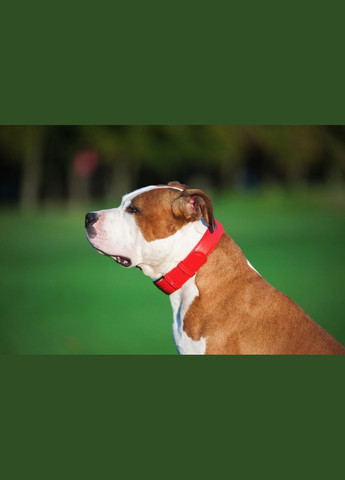 Нашийник для собак шкіряний Glamour без прикрас Ш 25 мм Д 38-49 см червоний WAUDOG (332878991)