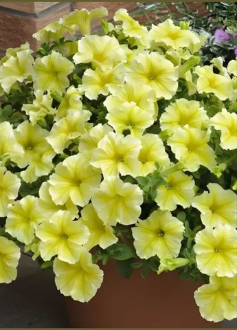 Семена Петуния Лавина Золотая звезда F 1 10 шт GL Seeds (328606813)