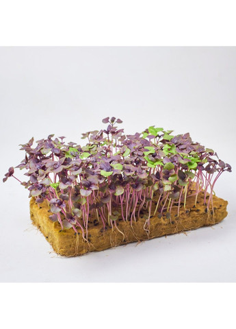 Насіння мікрозелені Green Chief Базилік Фіолетовий Зелений Шеф (298051357)