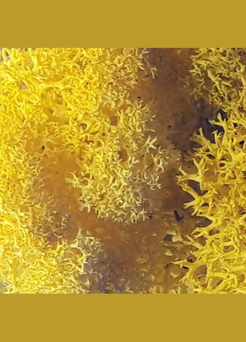 Очищенный стабилизированный мох ягель Желтый лимонный 0,5 кг Nordic moss (276401183)