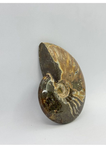 Аммонит целый 97*76 мм Коричневый No Brand (361319829)