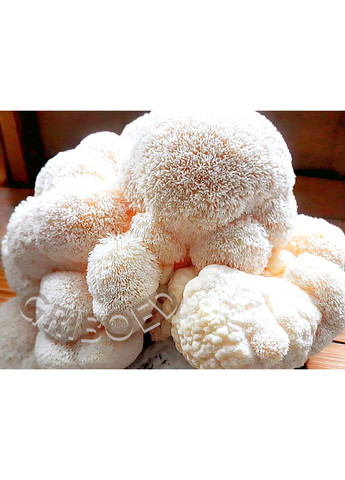 Ежевик гребенчатый - 300 грамм. "ЗОЛОТАЯ ЛИНИЯ" - ЛУЧШИЙ РЕЗУЛЬТАТ! Сухой и перемолотый. GRIBOED (372642885)