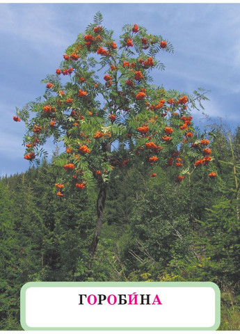 Исследуйм мир растений. Набор дидактических материалов. ЯДС. 1-2 классы No Brand (359369849)