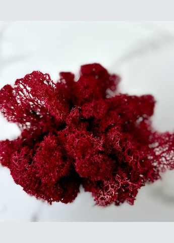 Стабілізований Норвезький Мох (Ягель) 100 р. – Red No Brand (302520183)