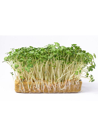Семена микрозелени Green Chief Редиска зеленая Зелений Шеф (298051379)