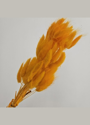 Сухоцвет лагурус зайцехвост оранжевый No Brand (315886422)