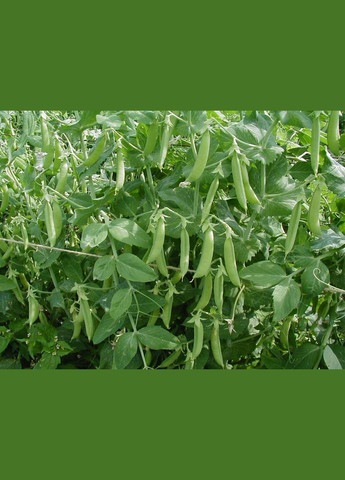 Насіння гороха Альфа 10 г ( ) Насіння країни (328607111)