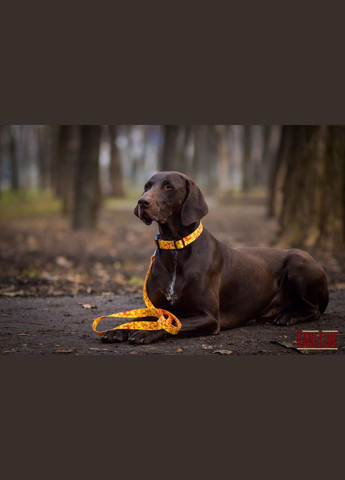 Поводок из нейлона с узором "MONEY" 25 мм 1800 мм Kareline (339075493)