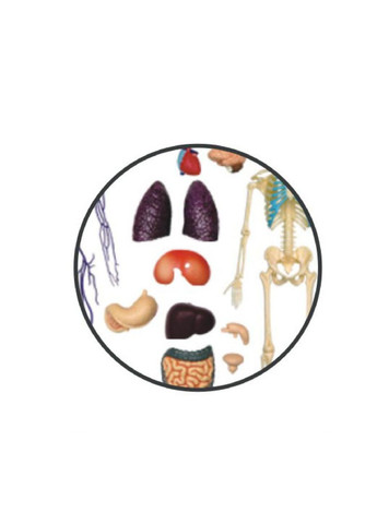 Анатомическая модель Тело человека прозрачное FM626204 4D Master (316658060)