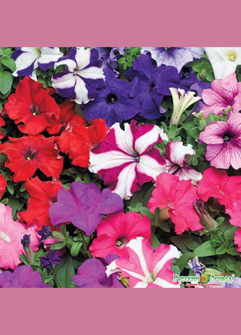 Семена петунии смесь 1 г (прибл. 10 000 шт.) Україна ТД (332988956)
