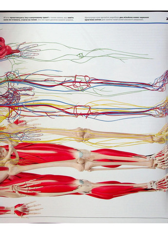 Энциклопедия знаний. Тело человека РАНОК (370052747)