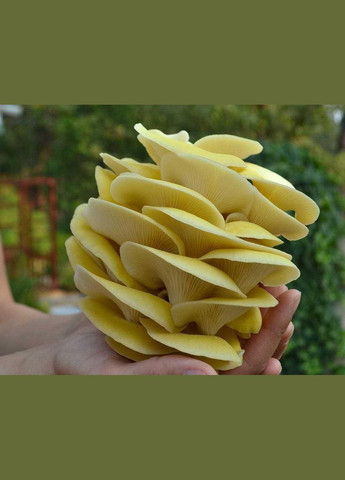 Глива лимонна 10 г Насіння країни (328606897)