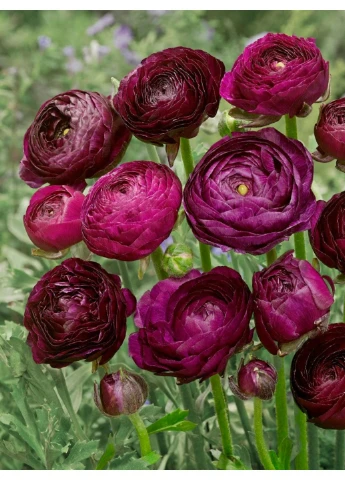 Ранункулюс (лютик) Aviv Purple (5 шт. в упаковці) No Brand (364535486)