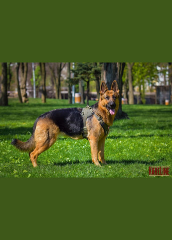 Шлея посилена з нейлону для спец. призначення та дресури 40 мм А:540-660мм,В:700-880мм Kareline (339075581)