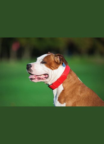 Нашийник для собак шкіряний Glamour без прикрас Ш 25 мм Д 38-49 см червоний WAUDOG (332878991)