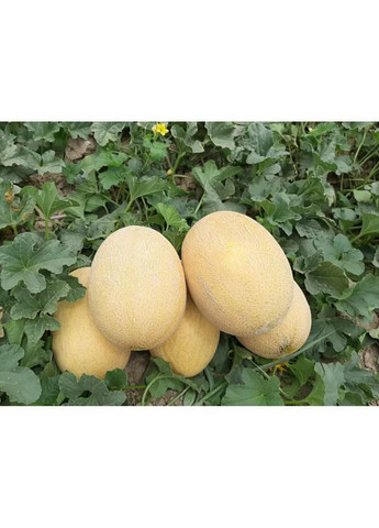 Семена дыни Dakaro F1 10000 шт (2747827433) Enza Zaden (362135325)