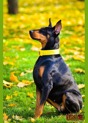 Поводок Keeper Active усиленный нейлоновый с 2 ручками 20 мм 1500 мм Kareline (339075596)