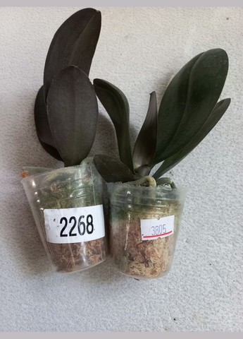 Орхидея подросток Phal N3805/2268 Reyoung Lava, цветы 6 см, 1.7 (мох) ODA (315635048)