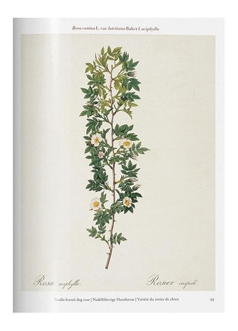 Книга Redout. Roses (9783836595711) Taschen (364654139)