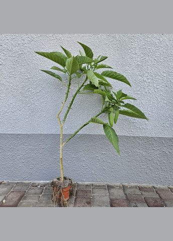 Бругмансія ароматна Brugmansia suaveolens 100 см з бутонами No Brand (362961872)