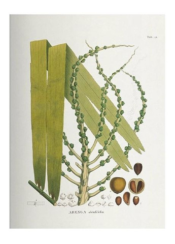 Книга Martius. The Book of Palms (9783836566148) Taschen (364654493)