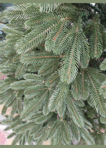 Ялинка лита "Преміум" — 180 см No Brand (307827520)