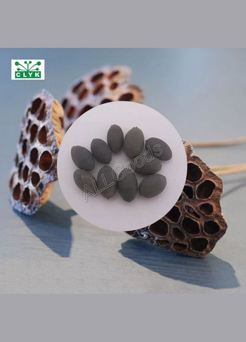 Лотос насіння для вирощування 1шт. No Brand (304401616)