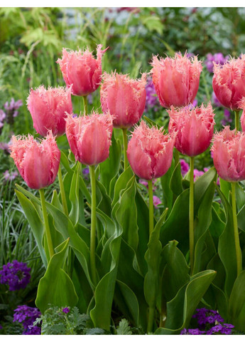 Тюльпан Paleis Het Loo (2 шт.) в упаковке) No Brand (364535899)