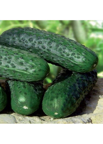 Насіння огірка Барвіна F1 Nunhems (329432040)