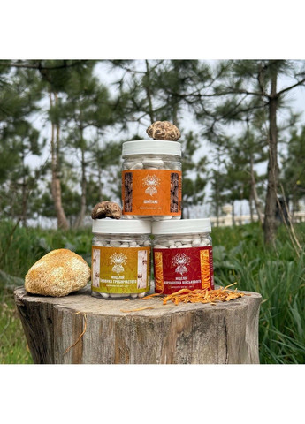 Курс Mind Boost v2 Для навчання та когнітивних функцій (1 місяць) Лісовик (364210561)