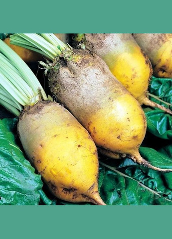 Свекла кормовая Урсус 0,5 кг Насіння країни (299897415)