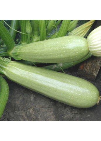 Семена кабачка Каризма F1 Syngenta (331900629)