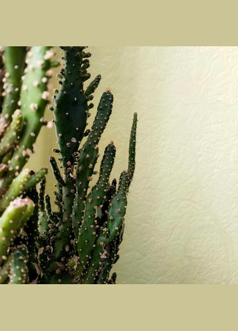 Кактус Опунція різновид для композиції No Brand (322930378)