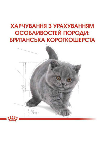 Сухий корм Kitten British Shorthair для кошенят породи британська короткошерстна 2 кг Royal Canin (278260522)