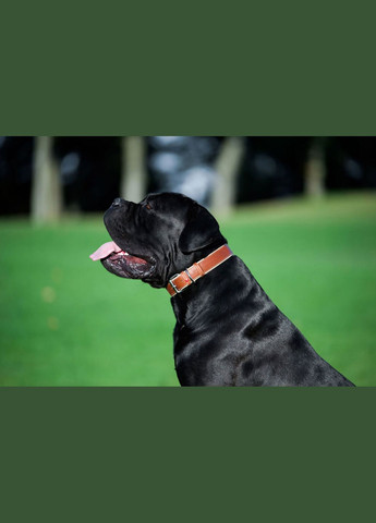 Ошейник для собак кожаный Soft с QR паспортом, Ш 25 мм, Дл 38-49 см коричневый WAUDOG (332879134)