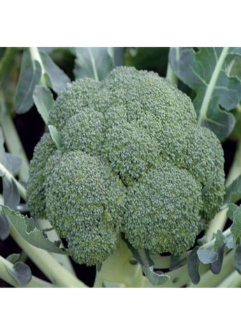 Семена капусты брокколи Монако F1 Syngenta (331900614)