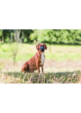 Намордник для собак для защиты от ядов L Trixie (372504068)