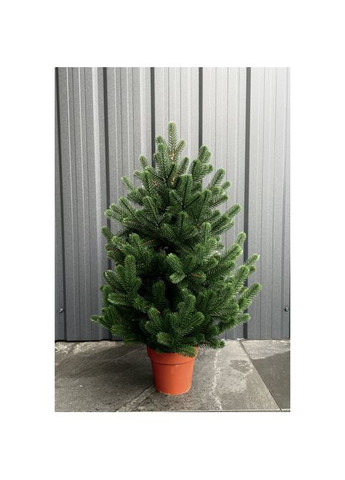 Ялинка Traditional лита в горщику 70 см зелена новинка HVOYA (328606437)