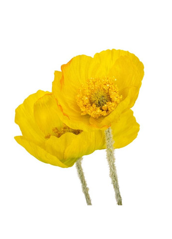 Мак жовтий, 60 см ELISEY (333986429)