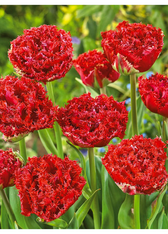 Тюльпан Qatar (2 шт.) в упаковке) No Brand (364535853)