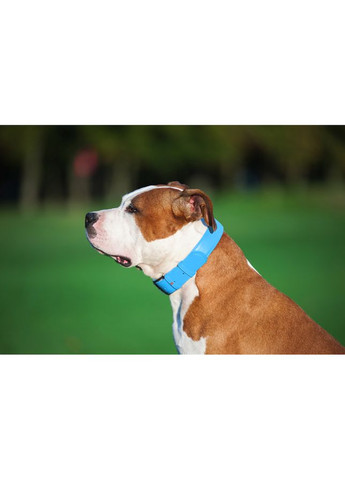 Ошейник для собак кожаный Glamour с QR паспортом, без украшений,, Ш 25 мм, Длин 38-49 см голубой WAUDOG (322002023)