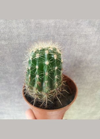 Кактус Ехінопсис білоквітковий для композиції флораріума No Brand (322930385)