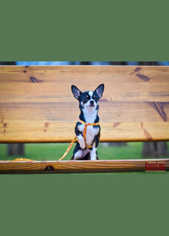 Поводок из нейлона с узором "MONEY" 10 мм 1800 мм Kareline (339075522)