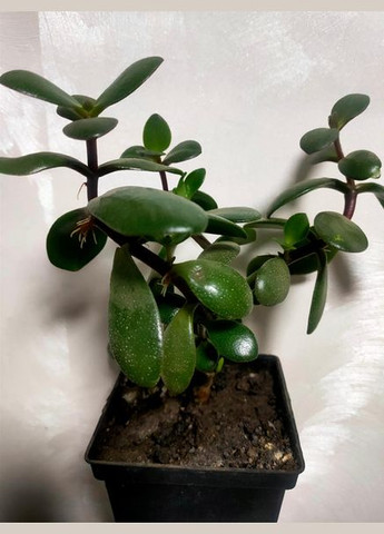 Толстянка красула денежное дерево суккулент No Brand (322930764)