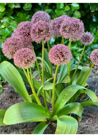 Аллиум Lucky Balloons (1 шт.) в упаковке) No Brand (364535279)