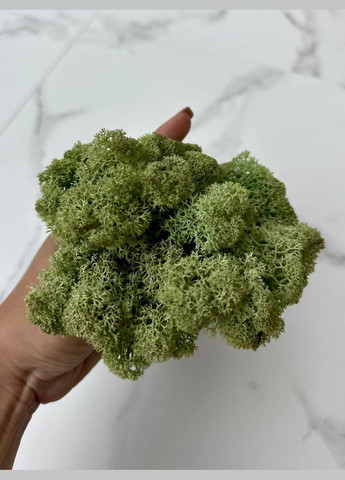 Стабілізований Норвезький Мох (Ягель) 1 кг. - Mint No Brand (302520181)