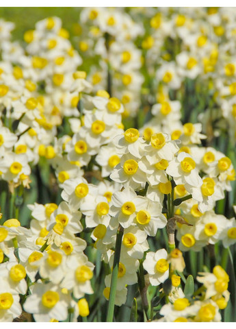 Нарцисс Avalanche (2 шт.) в упаковке) No Brand (365250840)