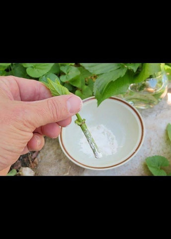 Стимулятор зростання коріння Грандіс 5 г Восор (298574064)