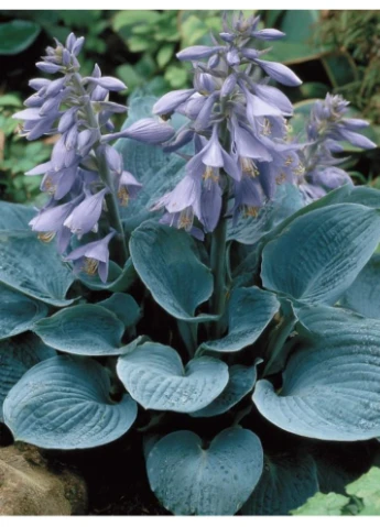 Хоста Canadian Blue Ayris (388641220)