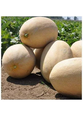 Насіння дині Amal F1 10000 шт (2747828402) Clause (362135314)